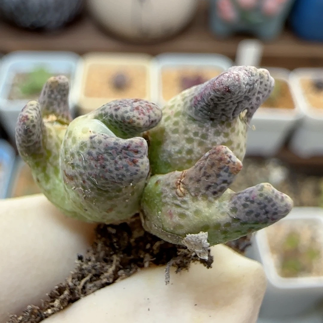 786鹿角斑马711-59