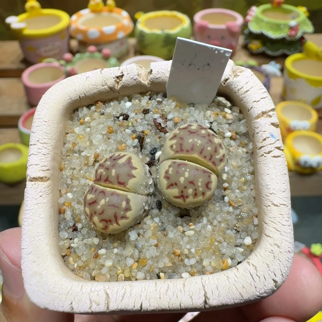 蘑菇1075丽虹多肉植物