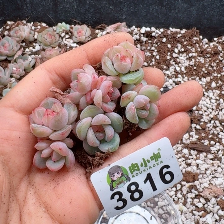 多肉植物多肉植物