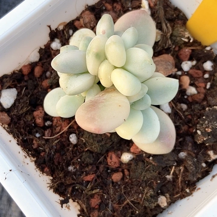 多肉植物洛神锦637