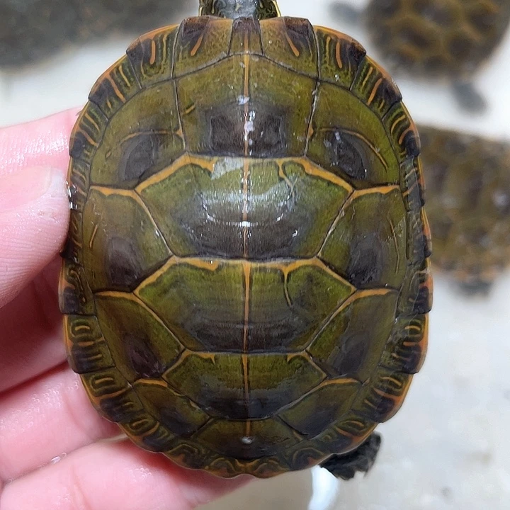 宠物龟母杂锦双连头纹