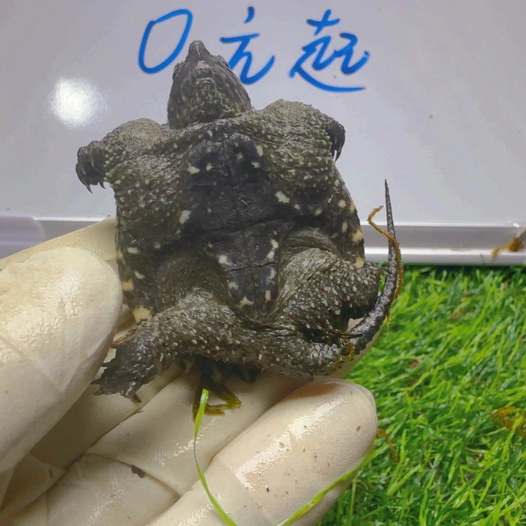 不分公母小鳄龟Jjj