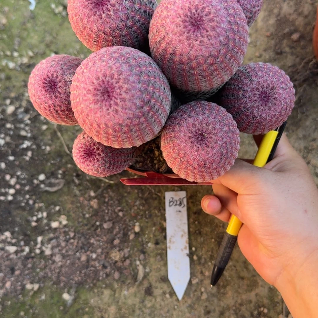 ²***·可口可乐了可口可乐