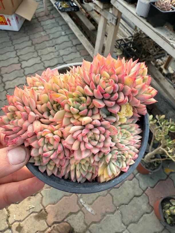 大号女雏锦十二厘米盆