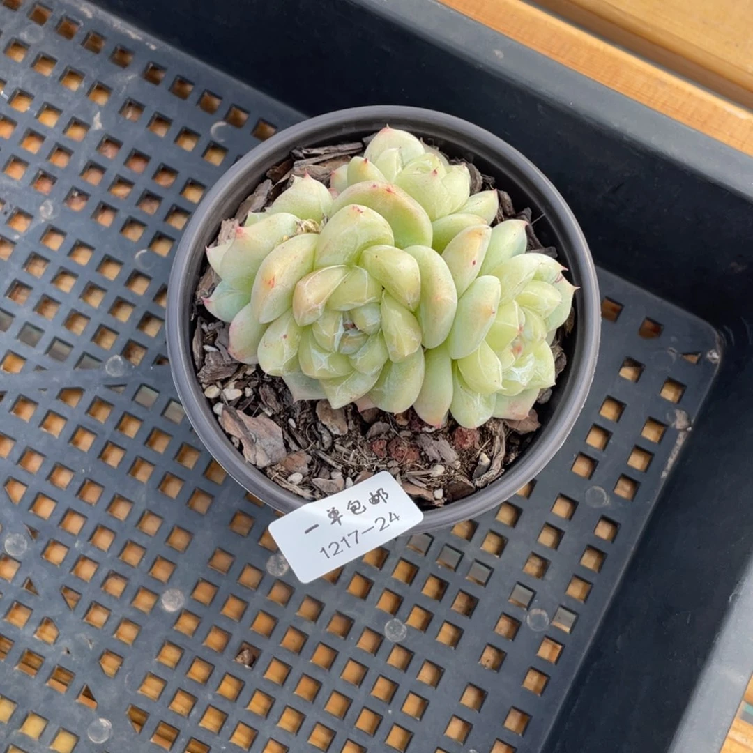 ****钦 1217-24-白泽。。。。。，