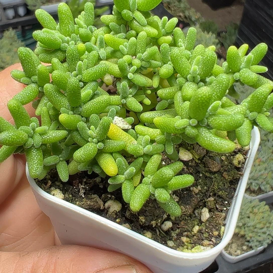 蜜桔堂求特大福利