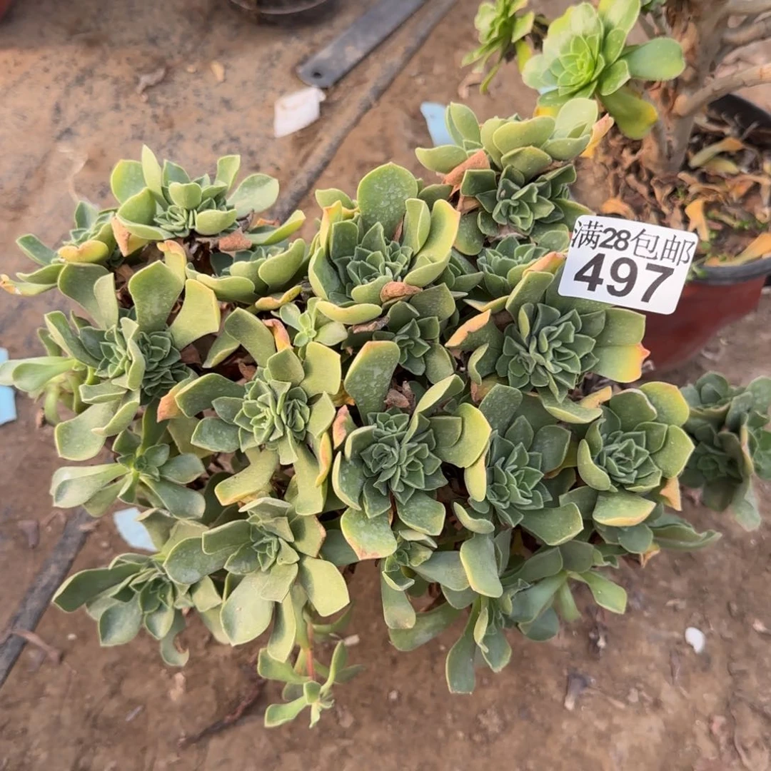 冰绒多肉497满28包邮断枝不包