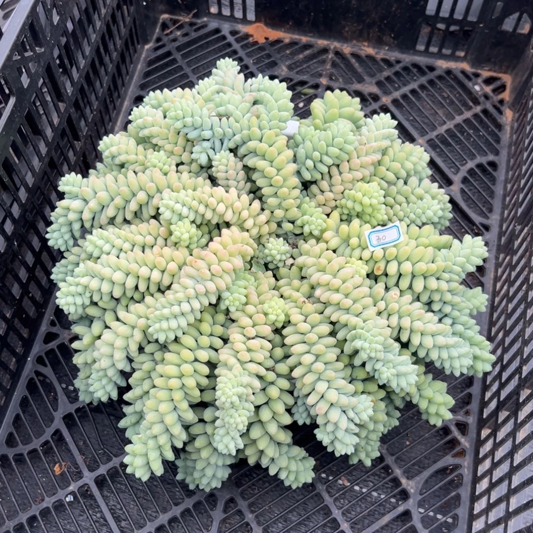 多肉植物群生玉坠
