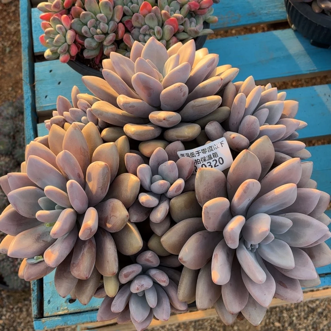 0320原始虞美人多肉植物