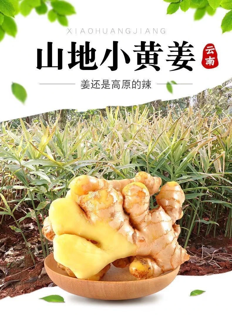 【石榴哥百村行】云南高原山地种植新鲜现挖小黄姜,老姜