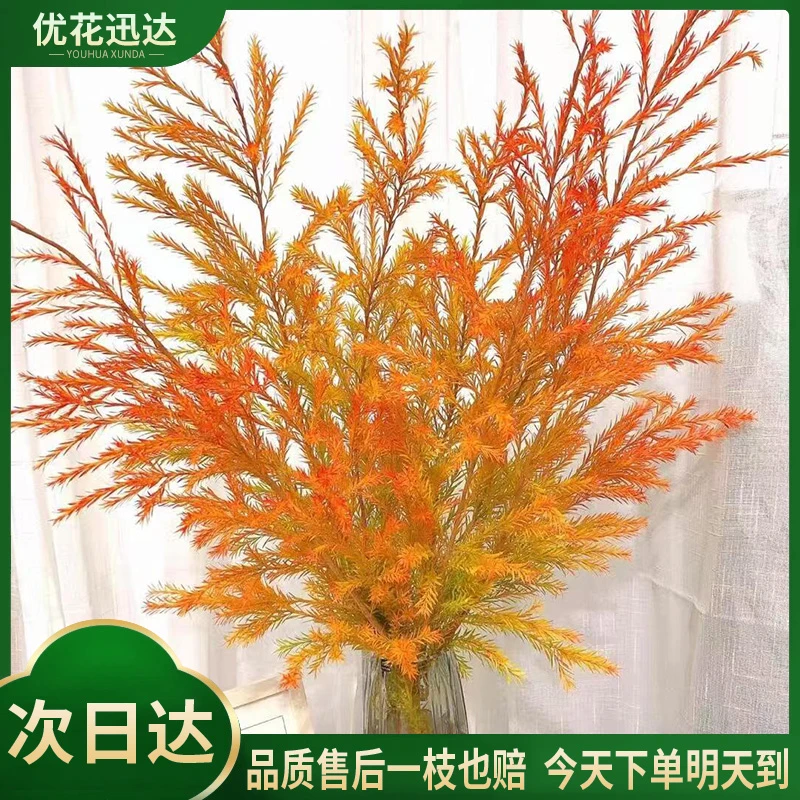 千层金橙色鲜切花-京东物流今天下单明天送达-任意满两份包邮配送