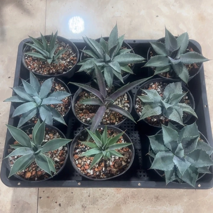 血雨系列套餐9个一组