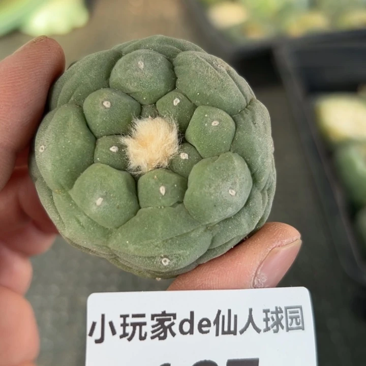 107可节后发货 带根