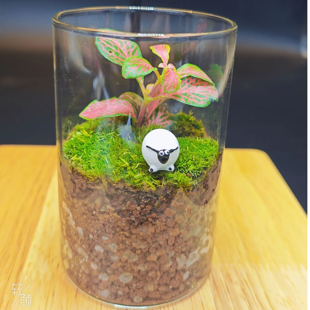 【小森林】懒人绿植生态瓶ins绿植精美盆栽微景观苔藓桌面景观家居