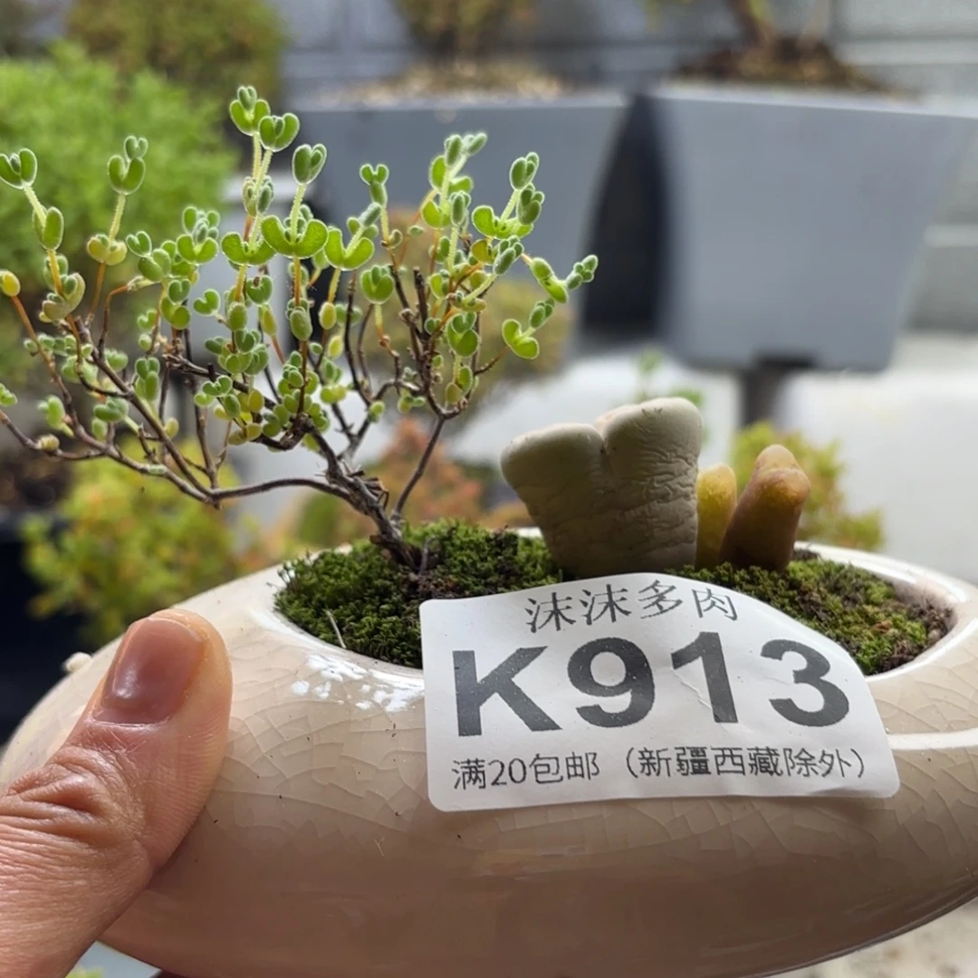 913造型莱斯枝干番杏