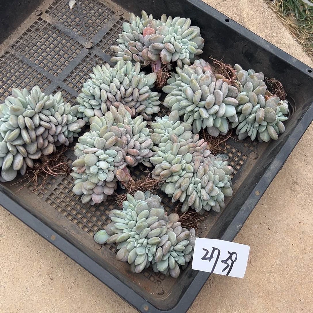 217-39粉兔缀多肉随机