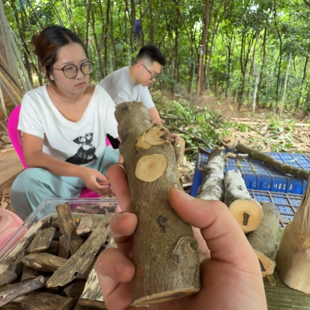 线香奇楠沉香原木