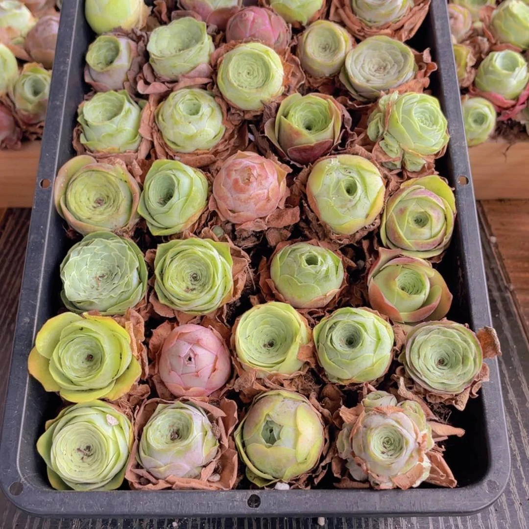 保底三十二颗量拍