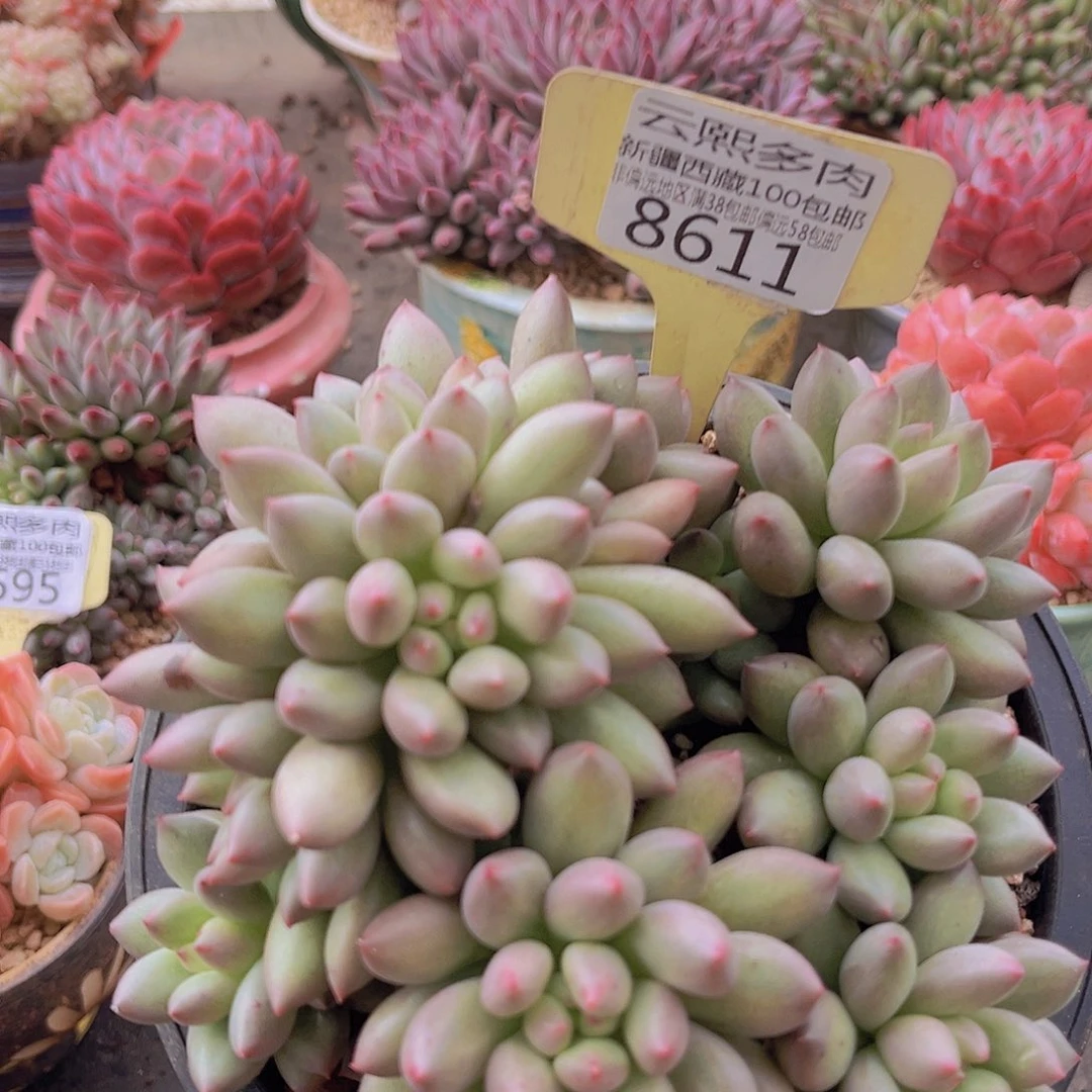 8611岩字美人多肉植物