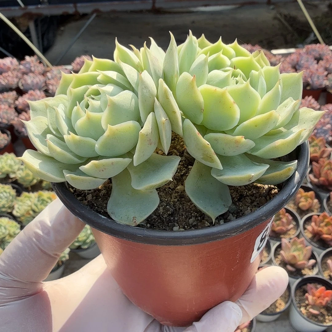 863九公分双头霜莲满20包邮