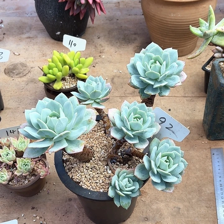 多肉植物，恋曲92号