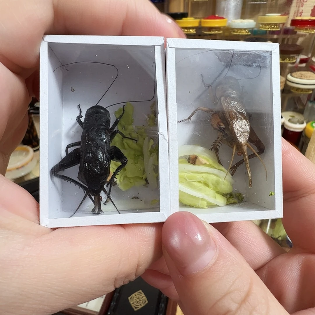 油葫芦➕冰糖子各一个