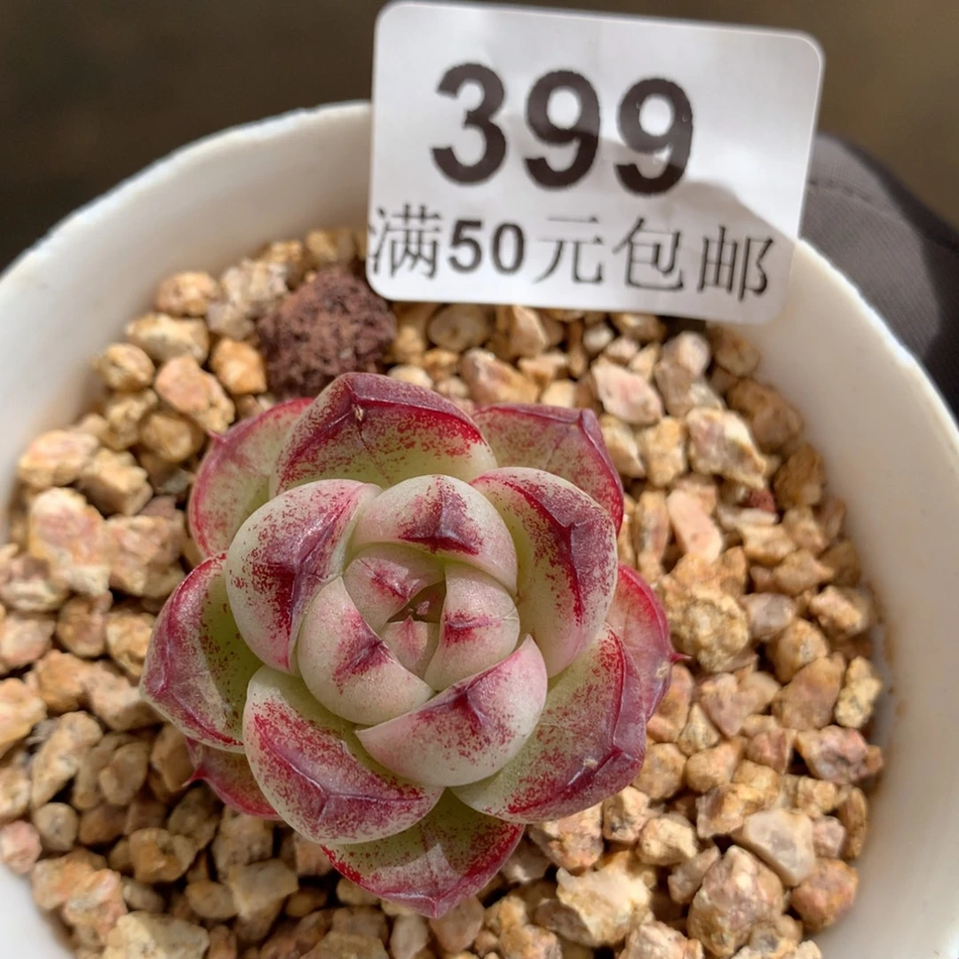 399。赤水晶杂。麦秆3.5cm.