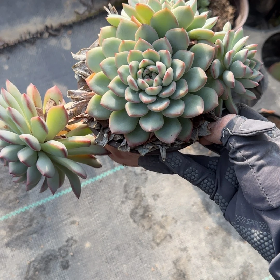 无花朵粉荷花三头带飘枝
