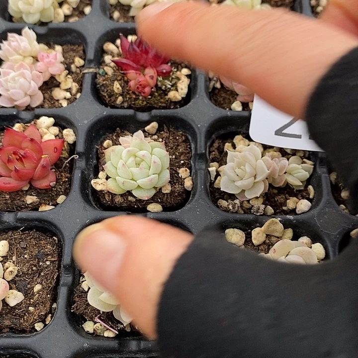 22 多肉植物盆栽花卉