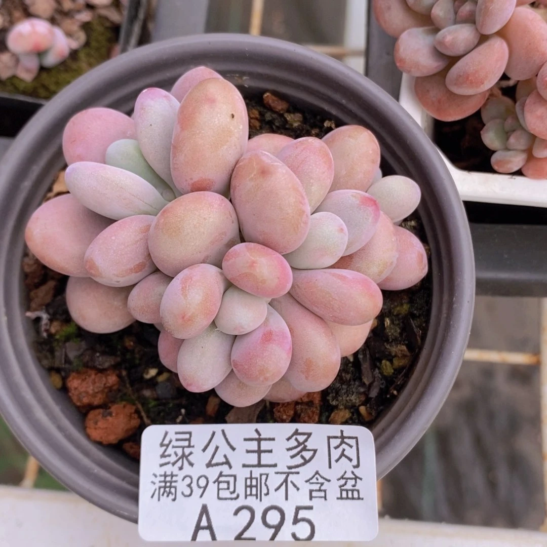 桃蛋6cm295多肉植物
