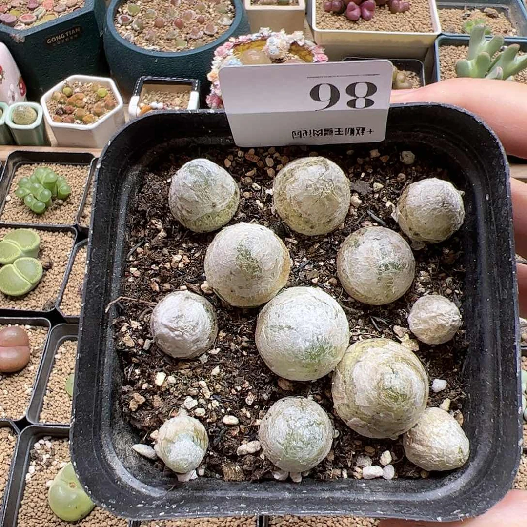 【闪购商品】86 灯泡