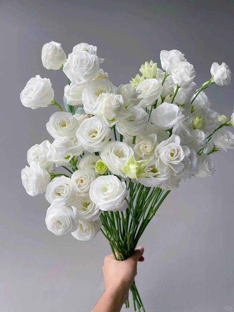 (曼曼）白色洋桔梗1000克 两单包邮