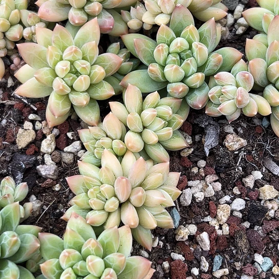 精品多肉美人系列15颗