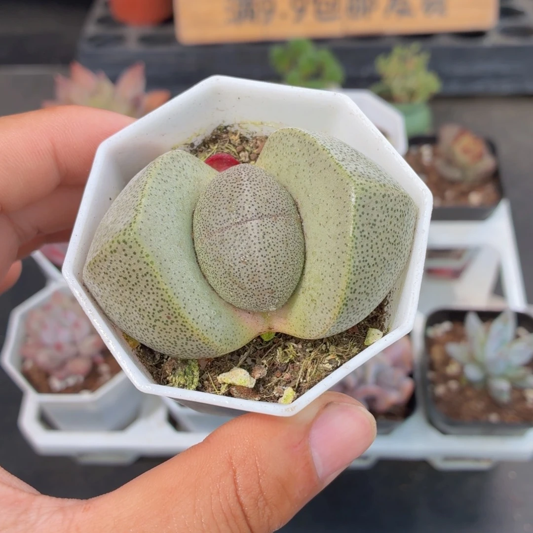 元宝多肉9.9包邮发货