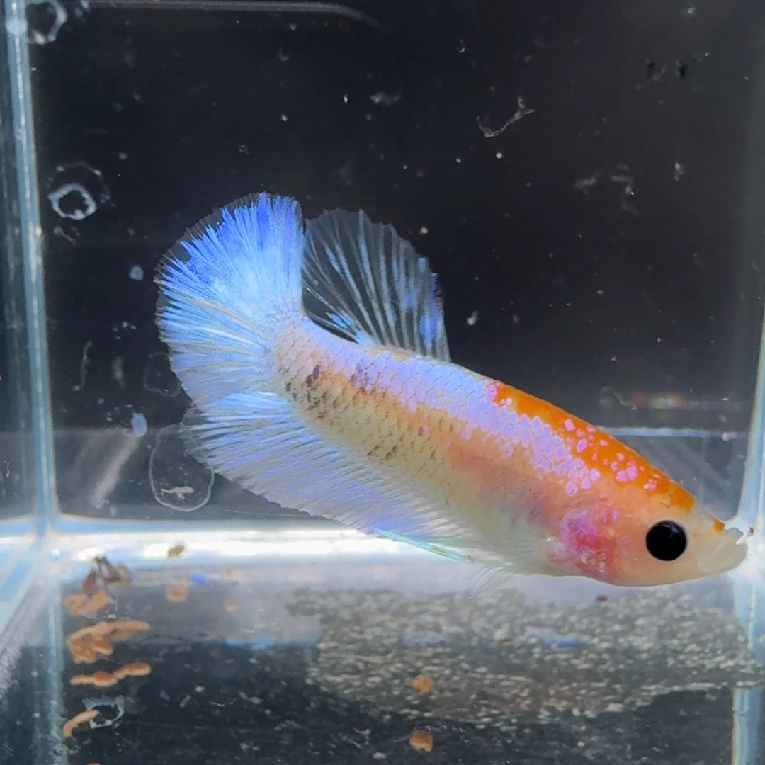 海水鱼11号拍品印尼斗鱼