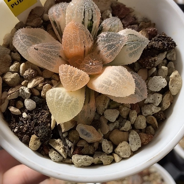 232湖斑具味城寿锦一物一拍