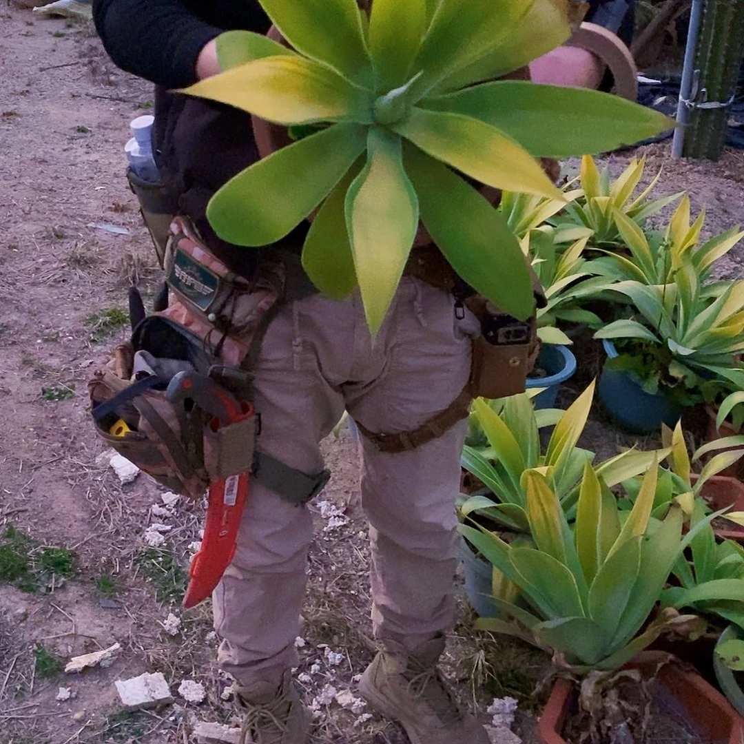 狐尾浅中斑冠幅30厘米左右