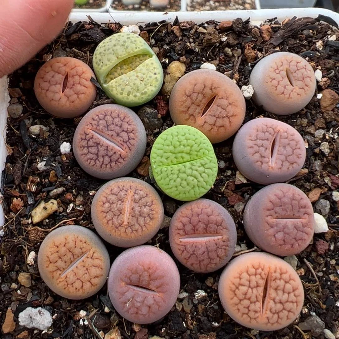 1.12好看的多肉637