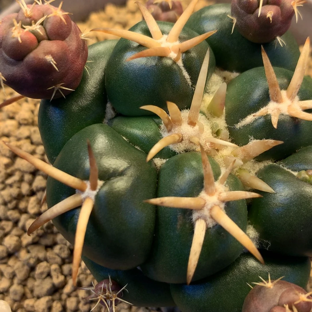 L****?专拍一物一拍。