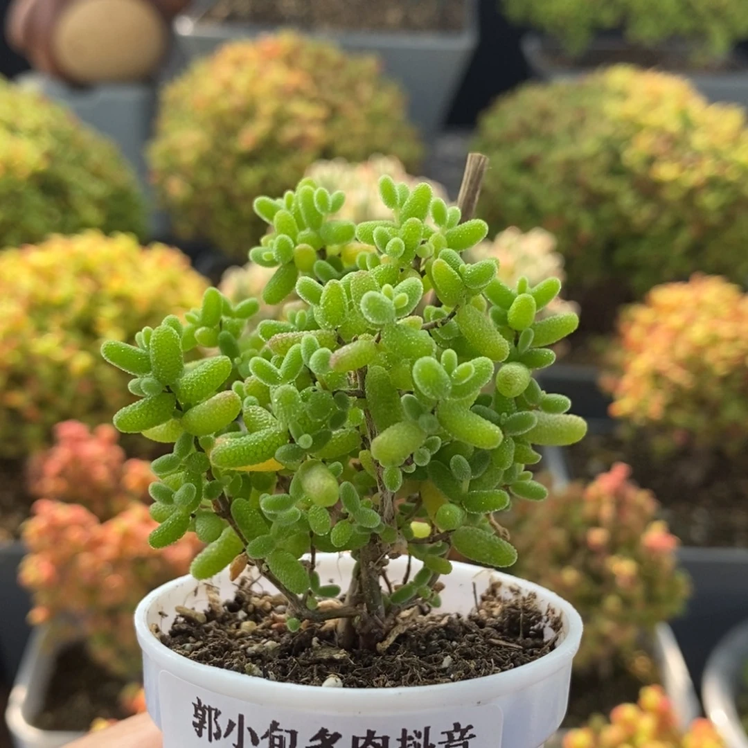 蜜橘糖球0936枝干番杏