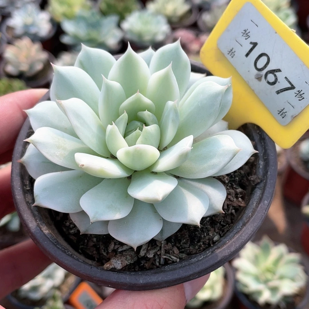 【闪购商品】无花朵1067