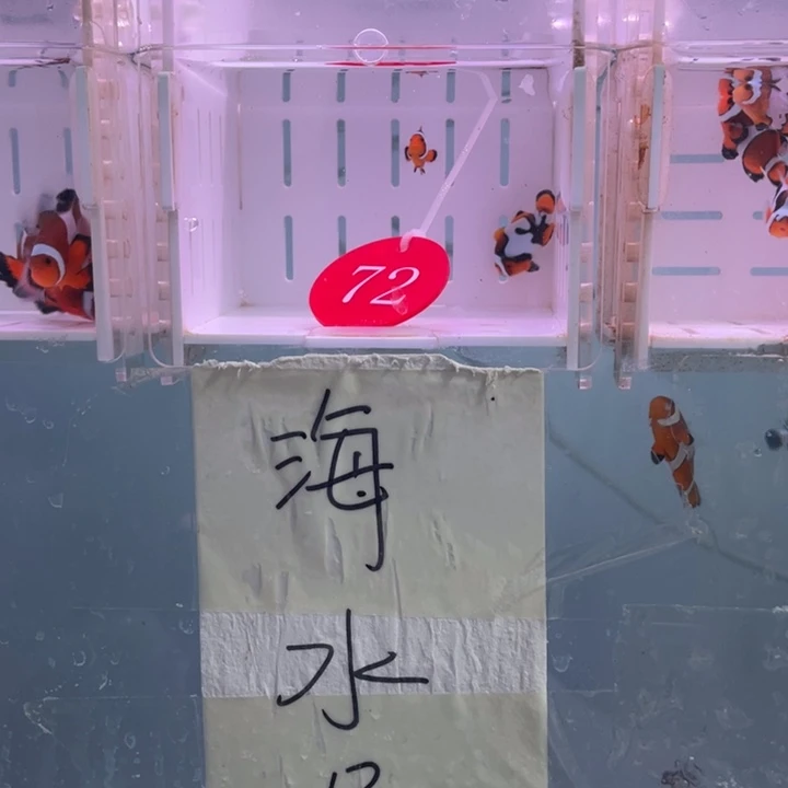 海水鱼精品2条2-3