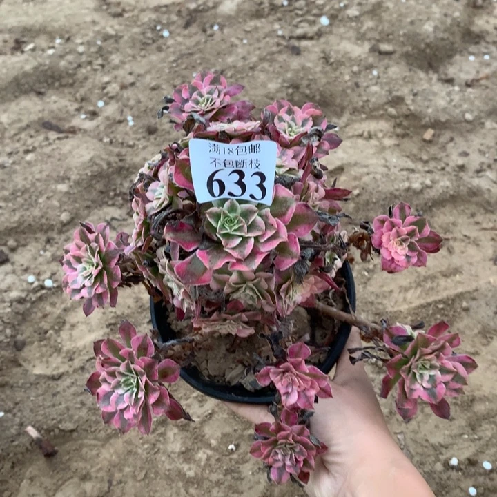 633铜壶白手捧3号