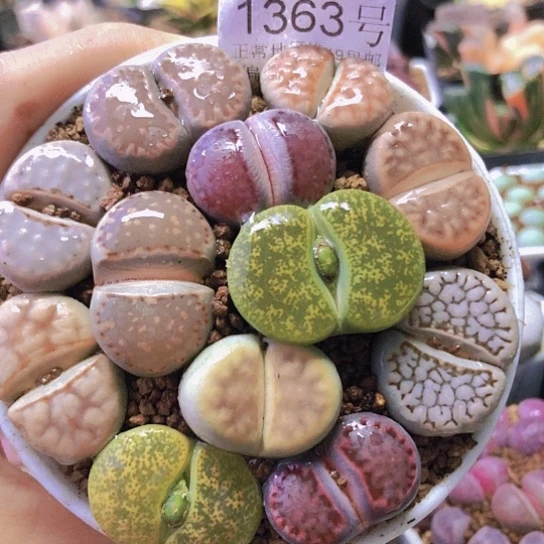 无花朵1363，9厘米盆如图