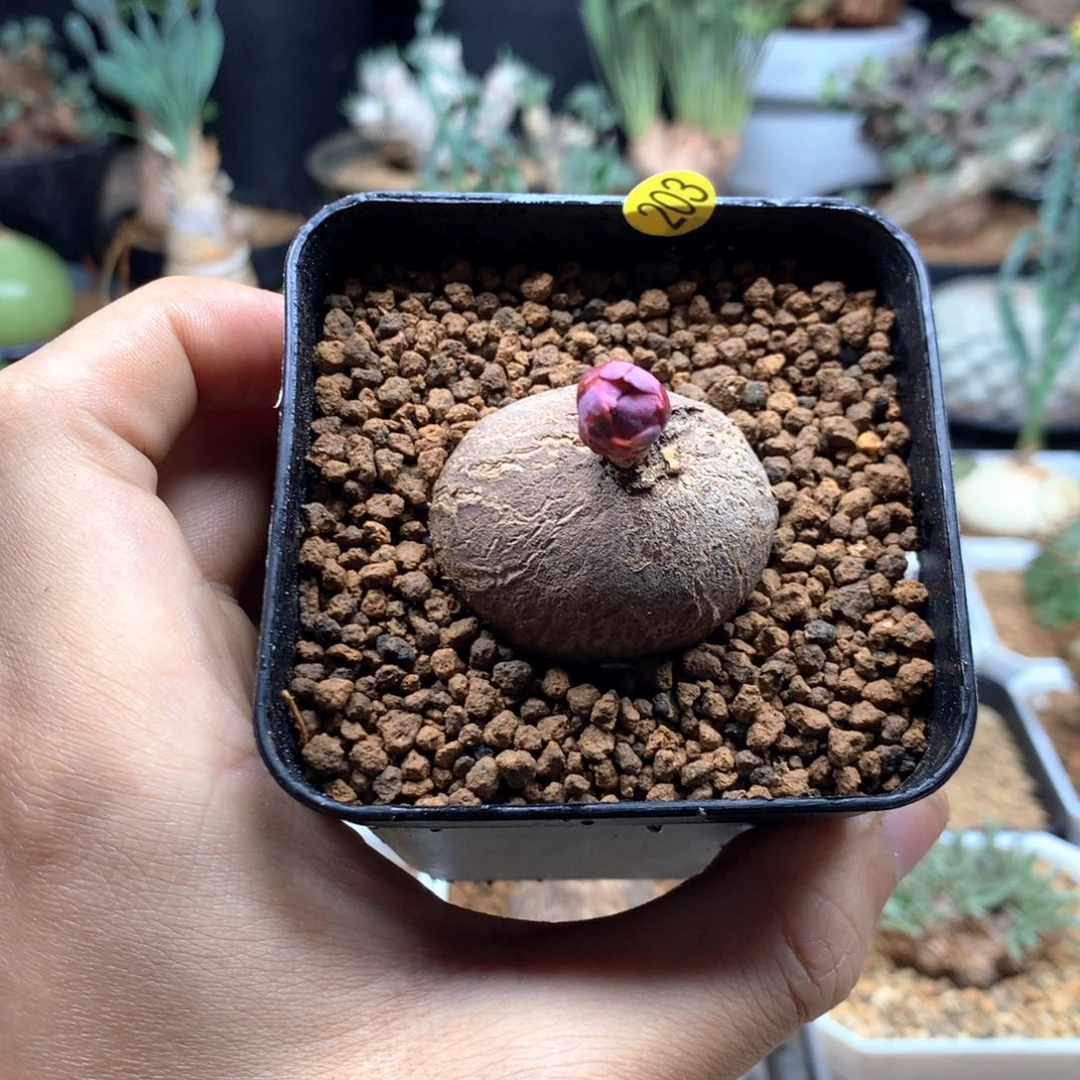 玫瑰大戟多肉大盆203