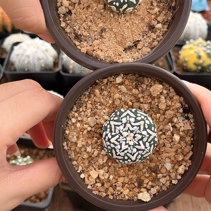 d***0V兜一物一拍3.2cm