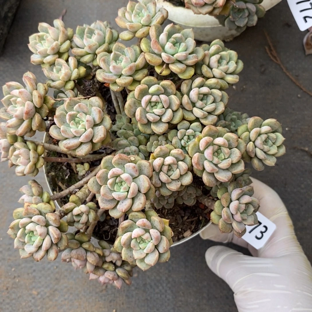 玫***瑰5773粉布偶一物一拍