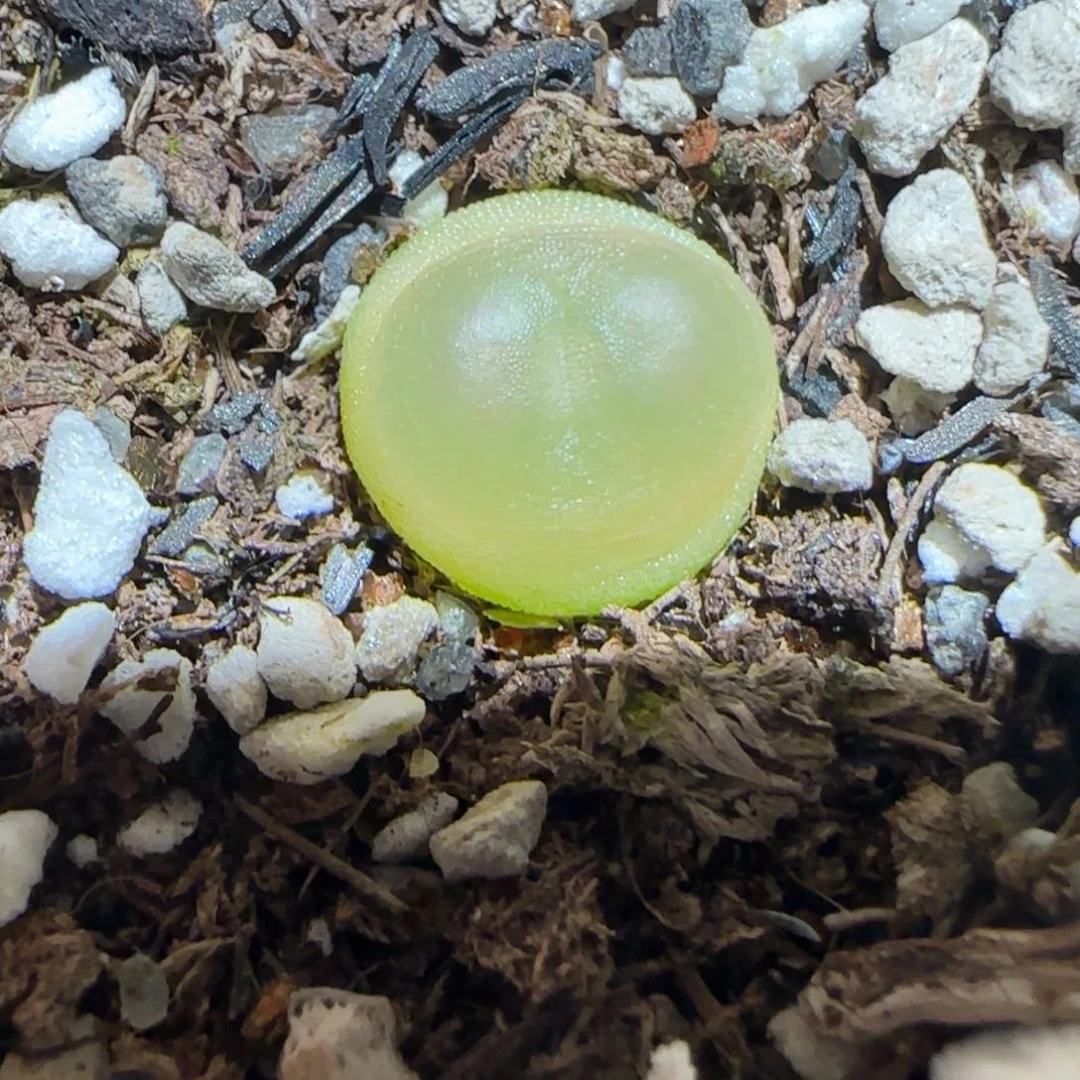 肉锥多肉植物百科-日式拉登1294