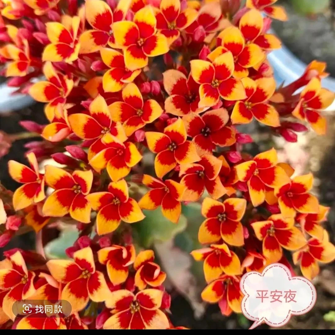 平安夜长寿花 130盆单瓣长寿花独杆带花苞基地直发