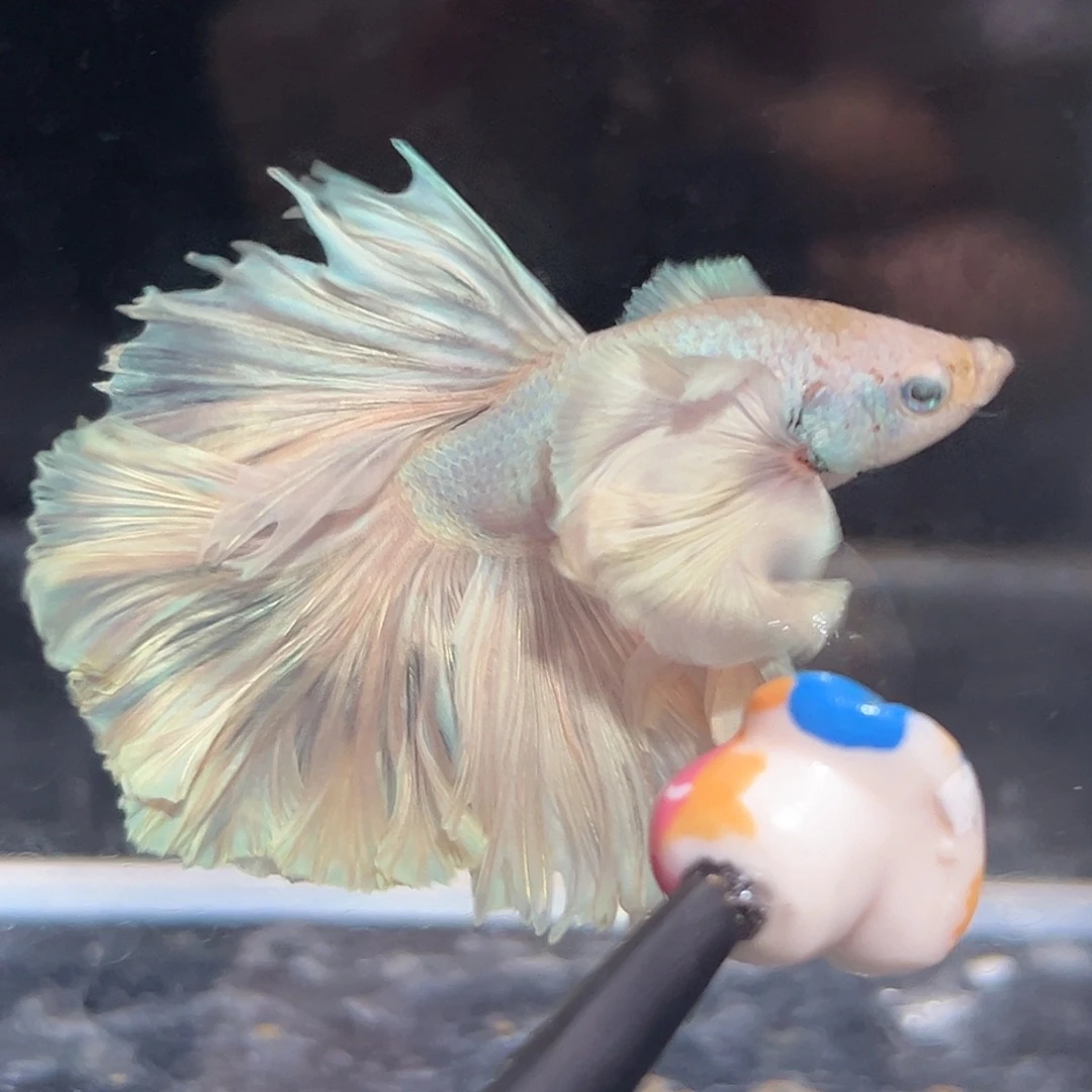 斗鱼14号大飞象巨耳珠光宝气